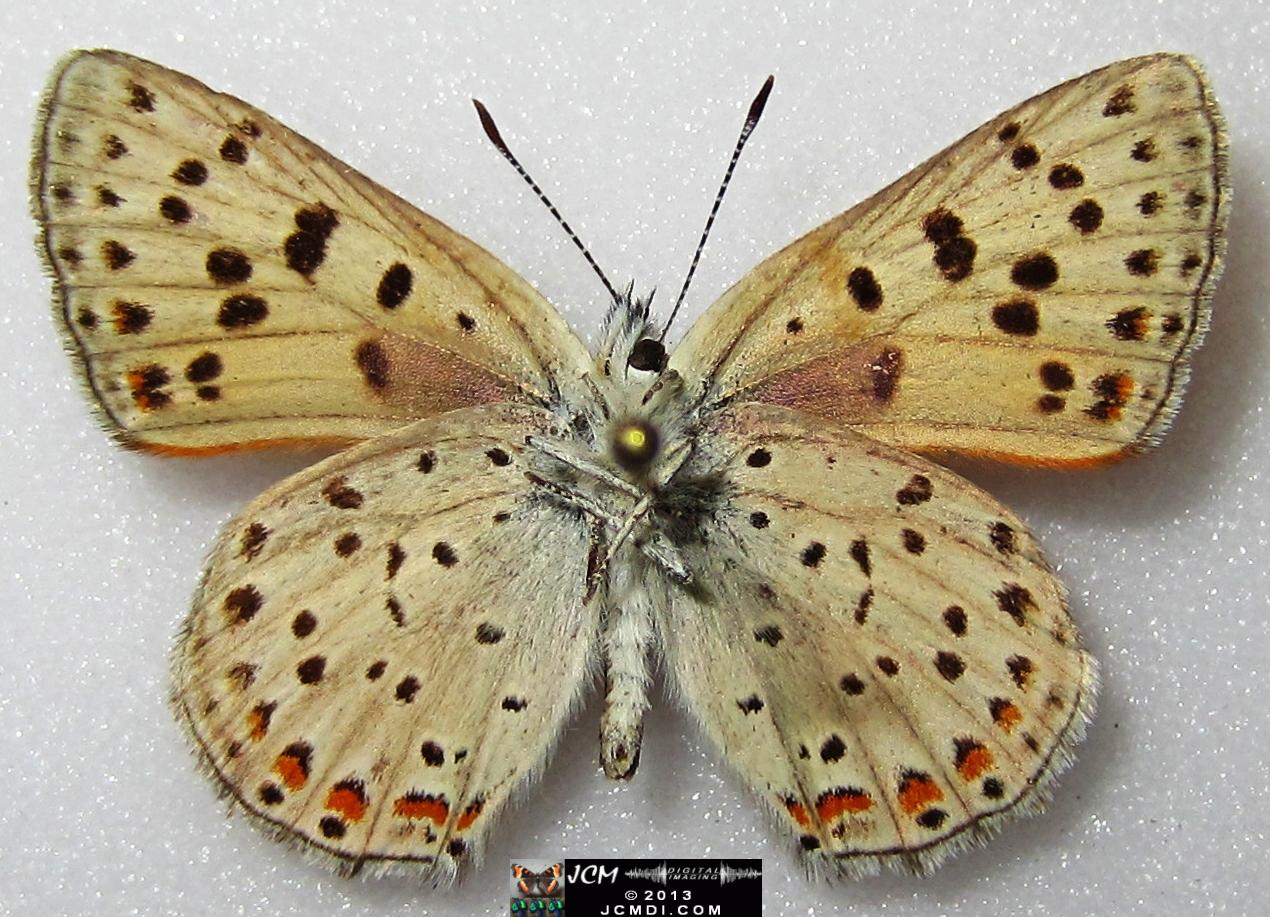 Lycaena gorgon (Gorgon Copper) images